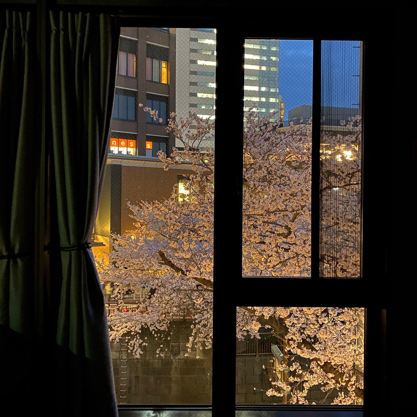 _
One of our favorite times of the year has arrived… Cherry Blossom Season 

The AOI Global Nakameguro office has front row seats for a spectator view of the Sakura trees along Meguro River

#aoiglobal  #filmproduction  #productioncompany  #filmmakersworld  #productionservices  #shootinglocation  #filmwork  #filmmakinglife  #onlocationshoot  #weeklyinspiration�  #cheeryblossom  #spring  #tokyocherryblossom⁣ 